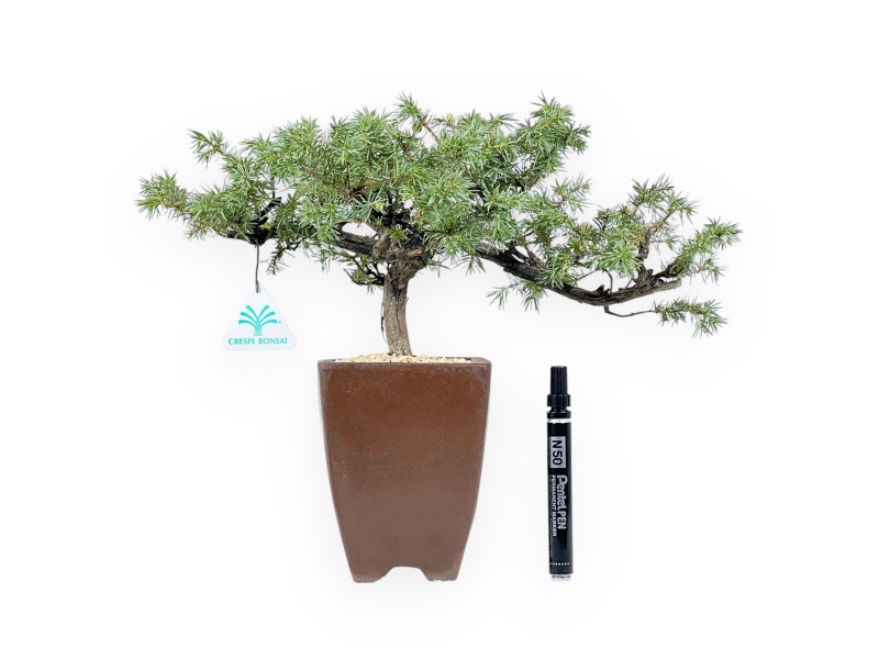 32 cm jeneverbes bonsai | Vierkante aardewerk pot