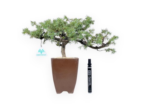 Bonsái de enebro de 32 cm | Maceta cuadrada de gres