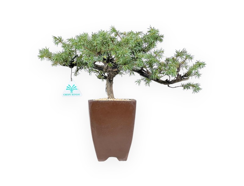 32 cm jeneverbes bonsai | Vierkante aardewerk pot