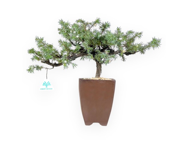 Bonzaï de genévrier de 32 cm | Pot carré en grès