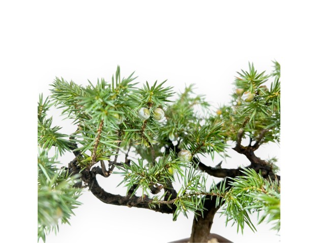 32 cm juniper bonsai | Square stoneware pot 2