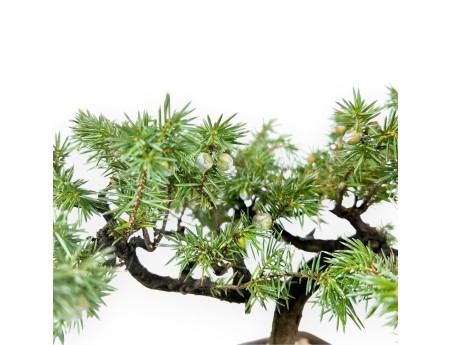 32 cm Wacholder Bonsai | Quadratischer Steinguttopf