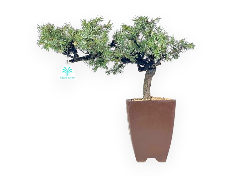 Juniperus Rigida - Jeneverbes - 34 cm