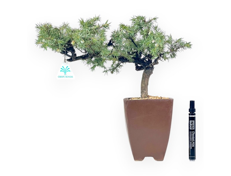 Juniperus Rigida - Enebro - 34 cm