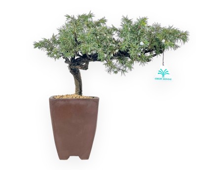 Juniperus Rigida - Enebro - 34 cm
