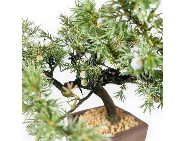 Juniperus Rigida - Ginepro - 34 cm 2
