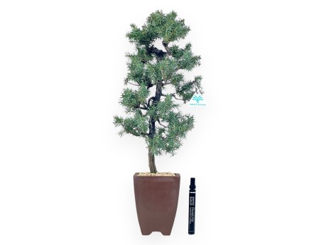 Juniperus Rigida - Juniper - 54 cm