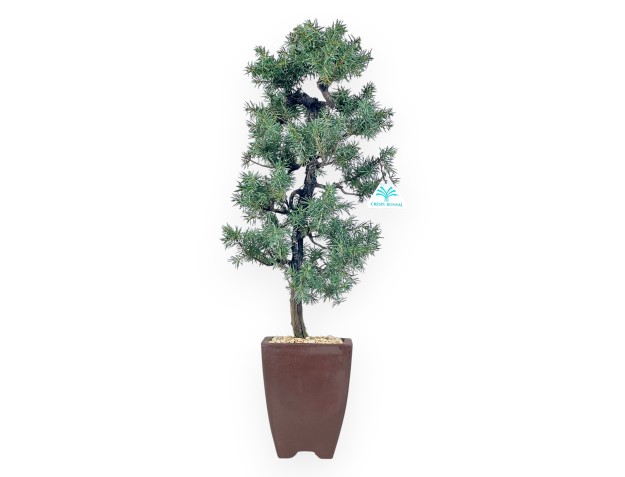 Juniperus Rigida - Genévrier - 54 cm