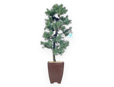 Juniperus Rigida - Wacholder - 54 cm