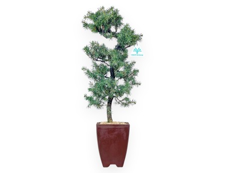 Juniperus Rigida - Juniper - 54 cm