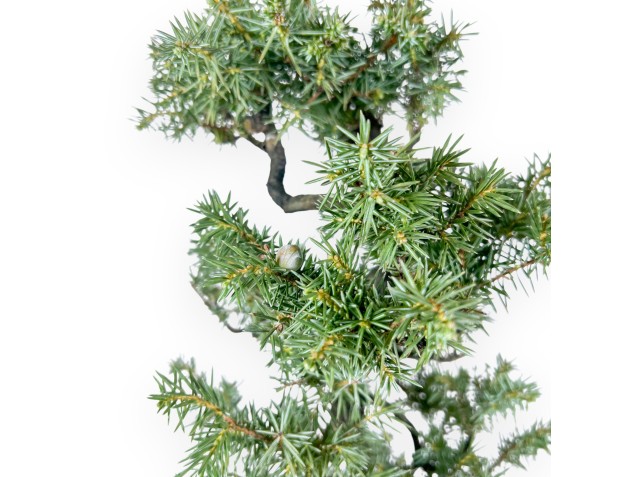Juniperus Rigida - Genévrier - 54 cm 2