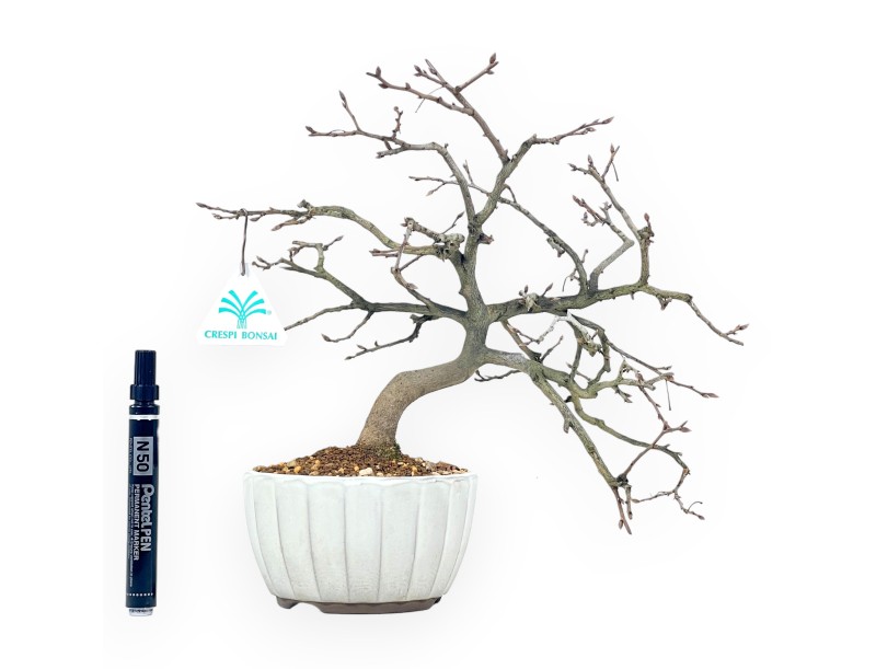 Diospyros kaki bonsai 29 cm | Ronde aardewerk pot