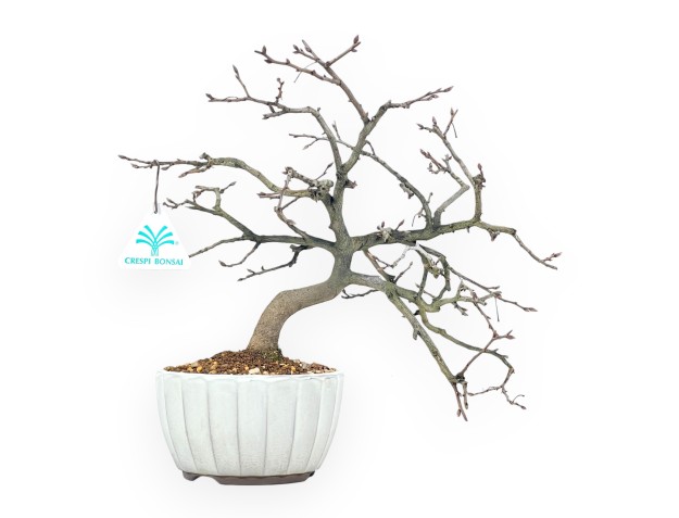 Diospyros kaki bonsai 29 cm | Round stoneware pot