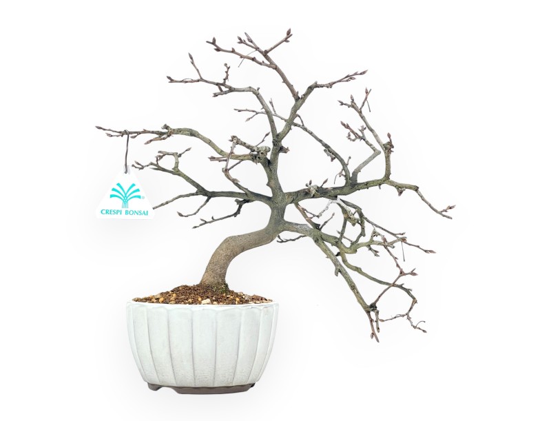 Diospyros kaki bonsai 29 cm | Ronde aardewerk pot