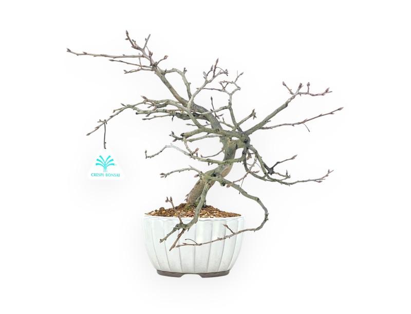 Diospyros kaki bonsai 29 cm | Round stoneware pot