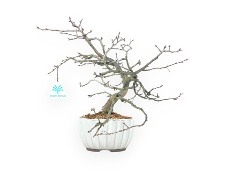 Diospyros kaki bonsai 29 cm | Round stoneware pot