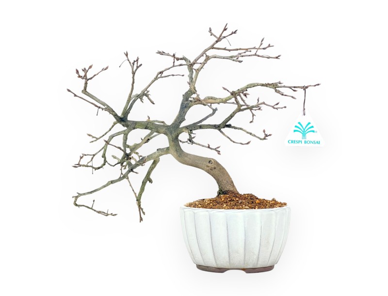 Bonsai di Diospyros Kaki da 29 cm | Vaso tondo in grès smaltato