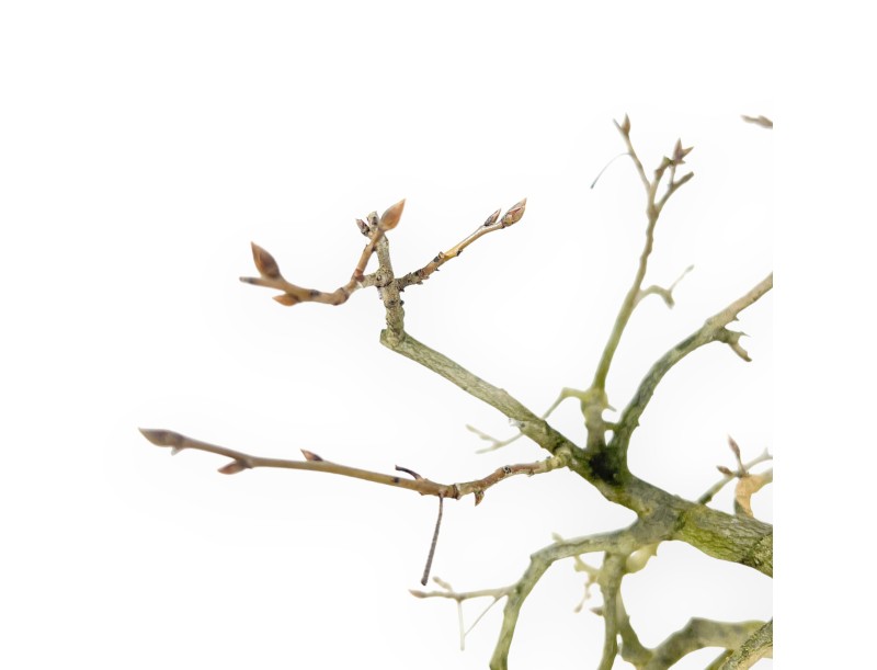 Diospyros kaki bonsai 29 cm | Ronde aardewerk pot