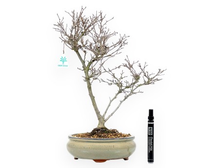 Ilex bonsai 40 cm | Round terracotta pot