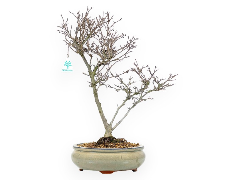 Ilex bonsai 40 cm | Pot rond en terre cuite