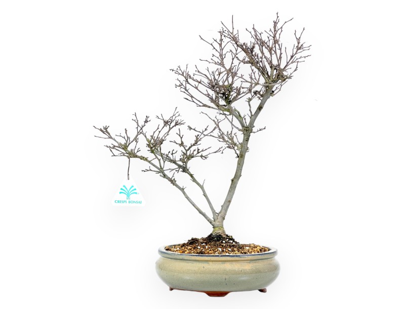 Ilex Bonsai 40 cm | Runder Terrakotta-Topf