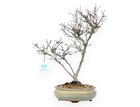 Ilex bonsai 40 cm | Pot rond en terre cuite