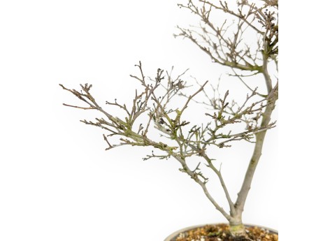 Ilex Bonsai 40 cm | Runder Terrakotta-Topf