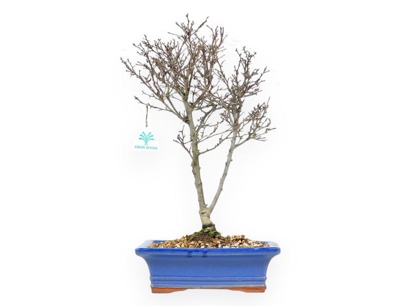 Ilex bonsai 43 cm | Rectangular glazed pot