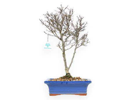 Ilex bonsai 43 cm | Pot rectangulaire émaillé