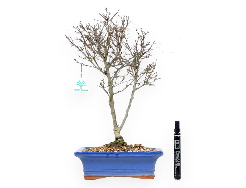 Bonsai di Ilex da 43 cm | Vaso rettangolare smaltato