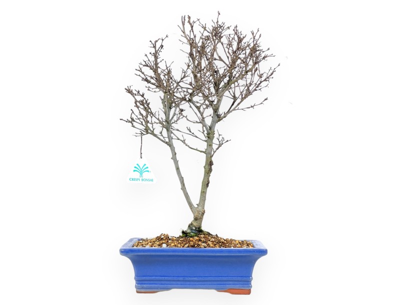 Ilex bonsai 43 cm | Rectangular glazed pot