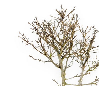 Ilex bonsai 43 cm | Rechthoekige geglazuurde pot