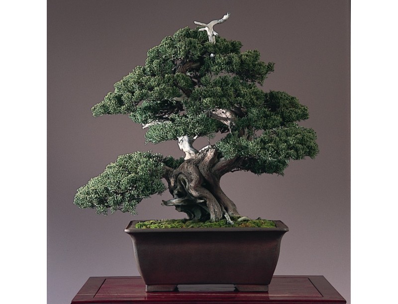 Corso per principianti  - 12 maggio 2024 - bonsai di ginepro