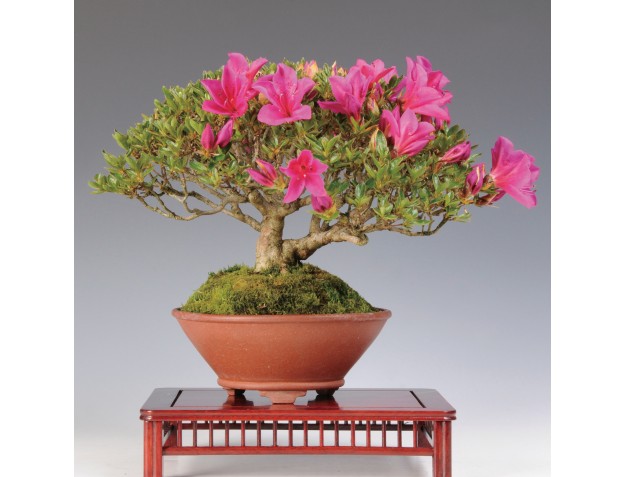 Corso base bonsai Azalea - Domenica 18 maggio 2026