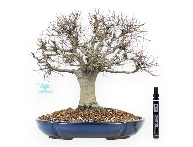 Zelkova Serrata Bonsai 35 cm - Arbres à feuilles caduques d'extérieur 2