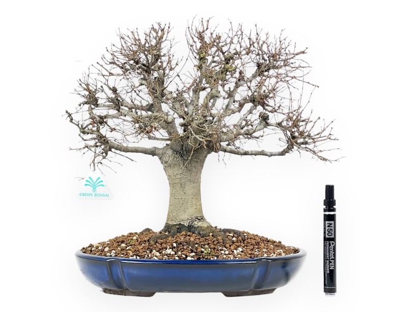 Zelkova Serrata Bonsai 35 cm - Outdoor deciduous trees
