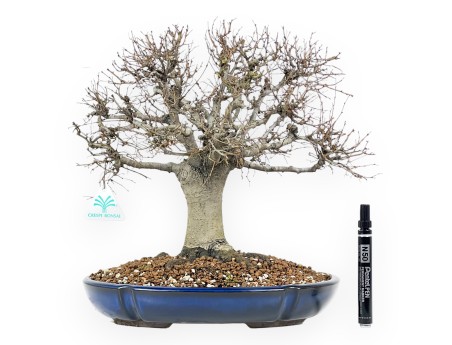 Zelkova Serrata Bonsai 35 cm - Outdoor Laubbäume