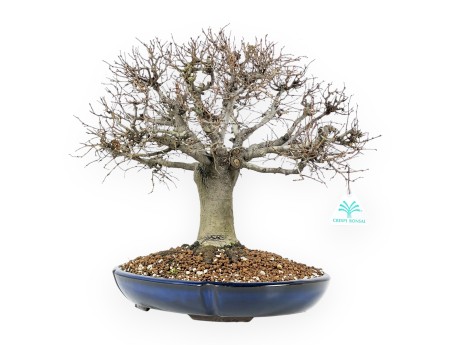 Zelkova Serrata Bonsai 35 cm - Loofbomen voor buiten