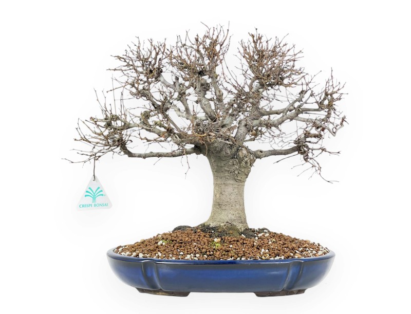 Zelkova Serrata Bonsai 35 cm - Outdoor Laubbäume