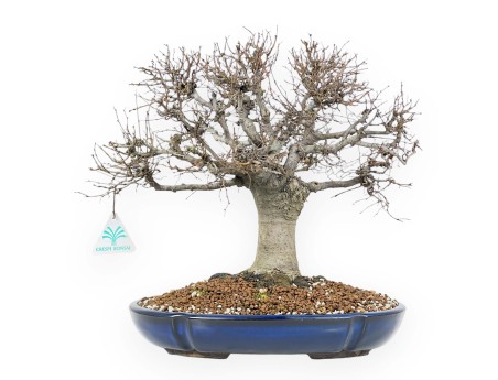 Zelkova Serrata Bonsai 35 cm - Arbres à feuilles caduques d'extérieur