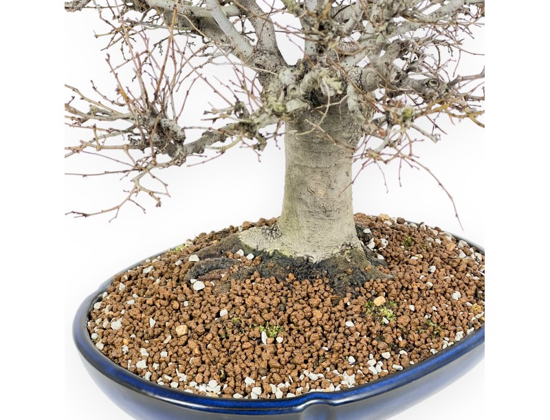 Zelkova Serrata Bonsai 35 cm - Outdoor deciduous trees