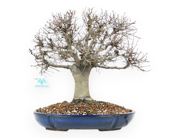 Zelkova Serrata Bonsai 35 cm - Outdoor deciduous trees