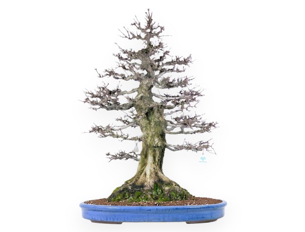 Acer buergerianum bonsai 92cm| Esemplare caducifoglie