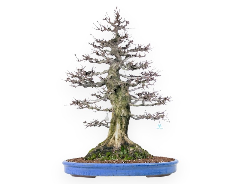 Acer buergerianum bonsai 92cm| bladverliezend exemplaar