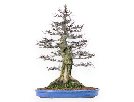 Acer buergerianum bonsai 92cm| Esemplare caducifoglie