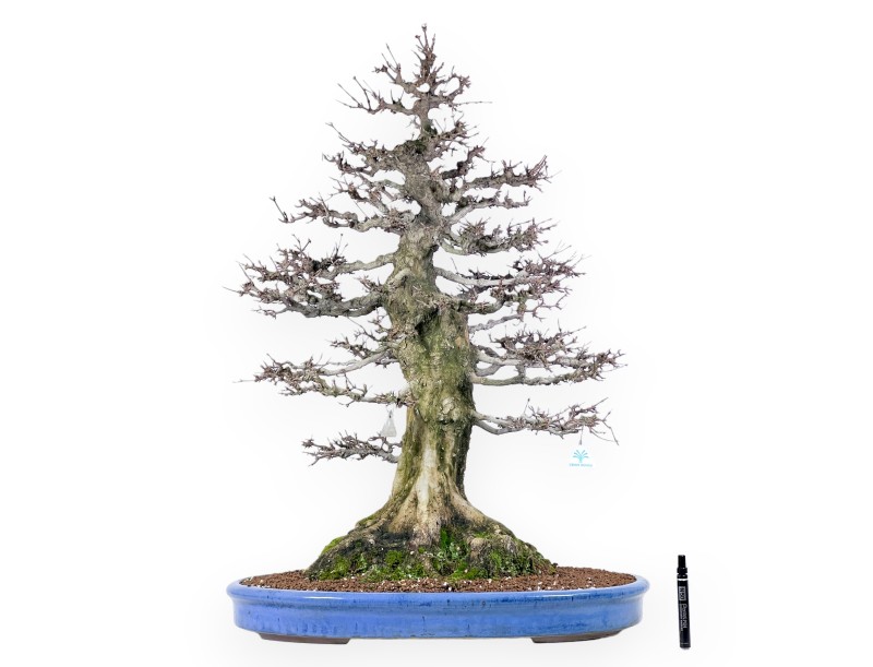 Acer buergerianum bonsai 92cm| espécimen de hoja caduca