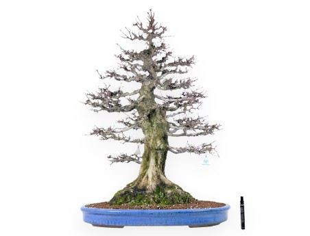 Acer buergerianum bonsai 92cm| Esemplare caducifoglie