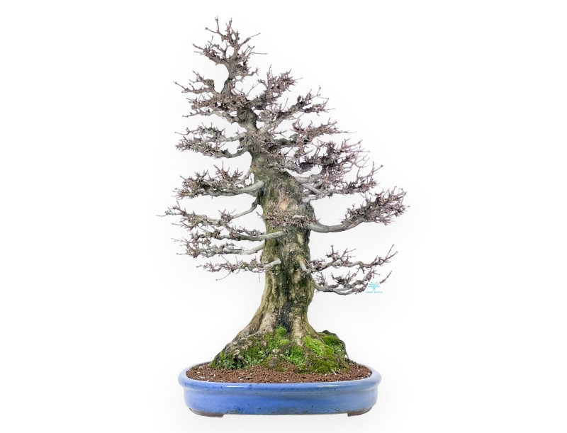 Acer buergerianum bonsai 92cm| bladverliezend exemplaar