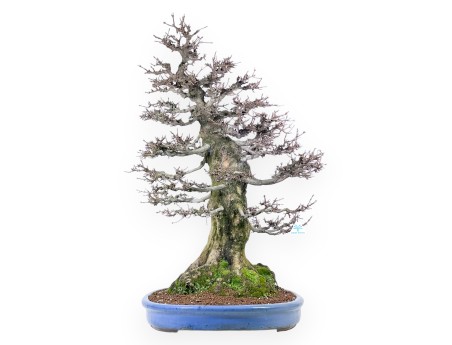 Acer buergerianum bonsai 92cm| bladverliezend exemplaar