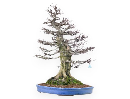 Acer buergerianum bonsai 92cm| spécimen à feuilles caduques